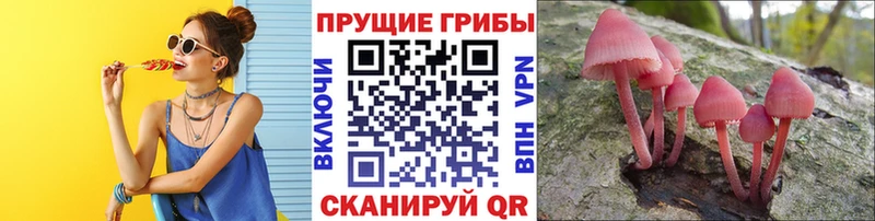 KRAKEN ТОР  Северобайкальск  Псилоцибиновые грибы мухоморы 